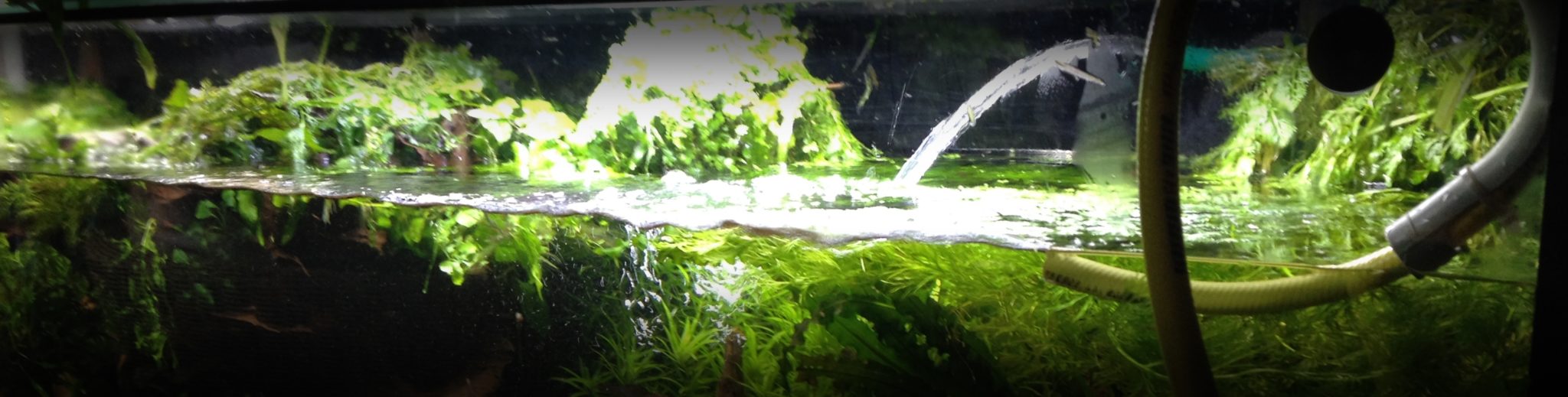 Nitrit im aquarium bedeutung, senken , Der Nitritpeak